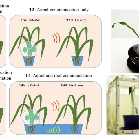 This illustration appears in the research article by UC Davis agricultural entomologist Christian Nansen and colleagues in the journal Plant Methods.