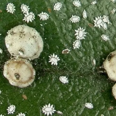 barnacale scale from usda