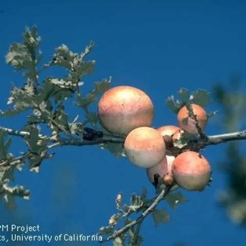 Oak apple galls on valley oak. (Credit: Jack Kelly Clark)