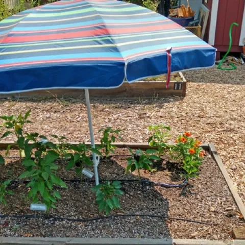 A patio umbrella can be used to shade plants during a heat wave. (Photo: Wendy Powers)