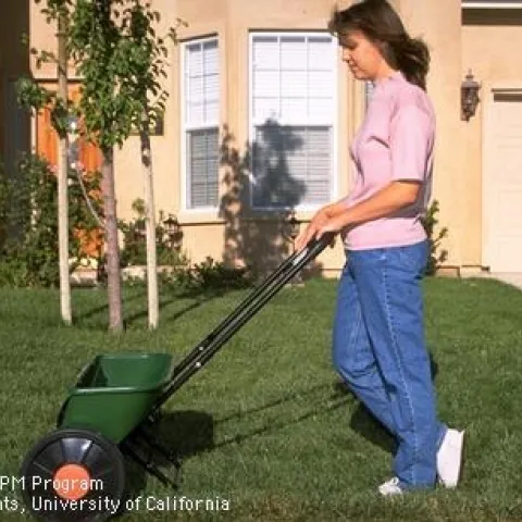 Fertilizing a lawn. (Credit: Steven E. Lock)
