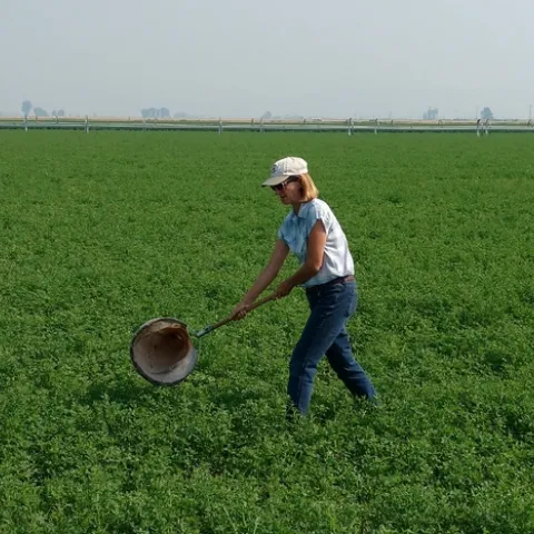 Rachel Long shows us the proper technique for sweeping alfalfa fields