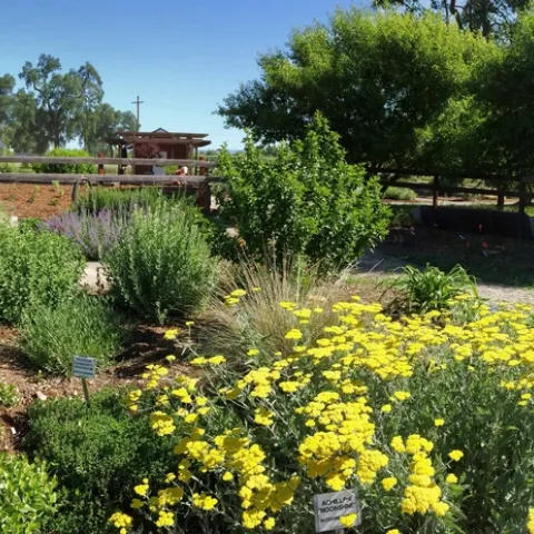 Plant grouping by similar water needs, L. Kling