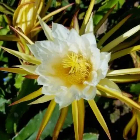 pitahaya flower