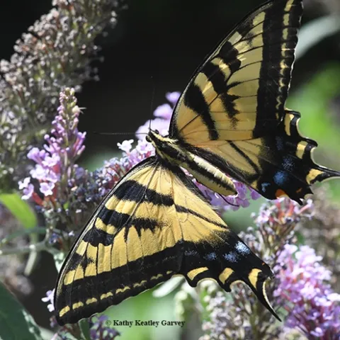 A "very gravid" female Western tiger swallowtail (Papilio rutulus) nectars on a butterfly bush (Buddleia davidii). (Photo by Kathy Keatley Garvey)