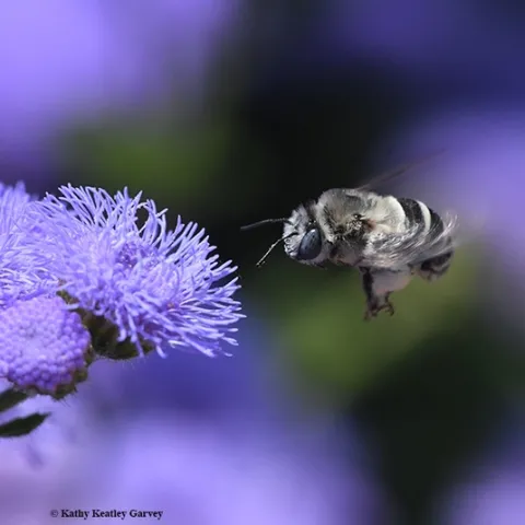 First of four images: A digger bee, Anthophora urbana, heads for a Ageratum houstonianum 'Blue Horizon' at the Sunset Gardens, Sonoma Cornerstone. (Photo by Kathy Keatley Garvey)