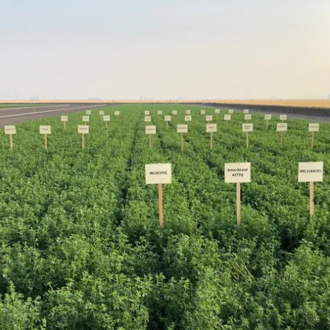 AlfalfaVarietyTrialTulelake2018