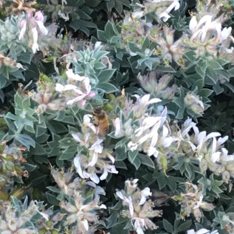 Hairy canary. (photos by Tina Saravia)