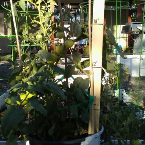 tomato-in-cut-roots-and-pot