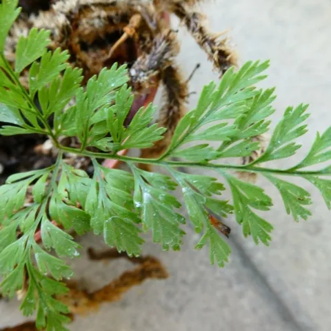 Rabbit fern leaf