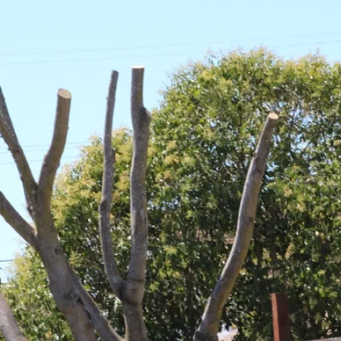 Topped tree. photo by Brenda Altman