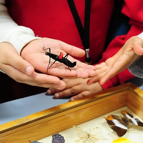 The live "petting zoo" is a popular place at the Bohart Museum of Entomology. This is a black velvet walking stick with red wings. (Photo by Kathy Keatley Garvey)