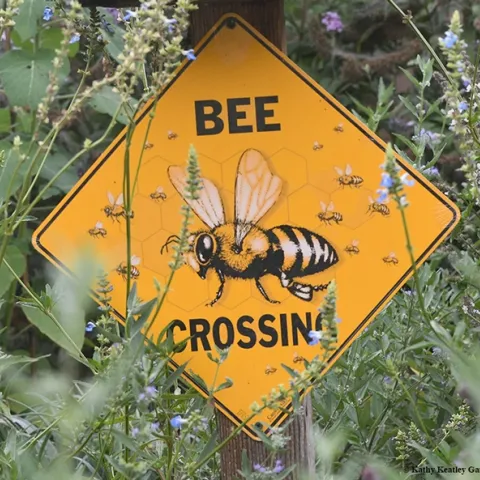 "Bee Crossing" signs are favorites in pollinator gardens, not for the bees, but for the humans. (Photo by Kathy Keatley Garvey)