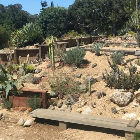 Most Californians don't have a desert landscape designed to withstand the limited water and high temps like the desert garden display at the UC Santa Cruz botanical garden. (Credit: Lauren Snowden)