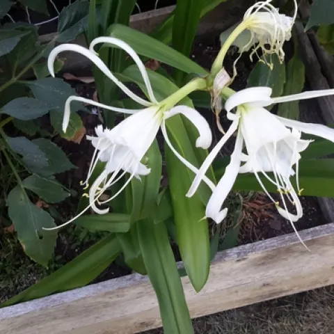 Peruvian Daffodil pic