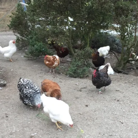 Raising backyard poultry is increasing in popularity.