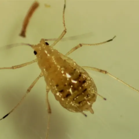 Fig. 1. Lettuce aphid.