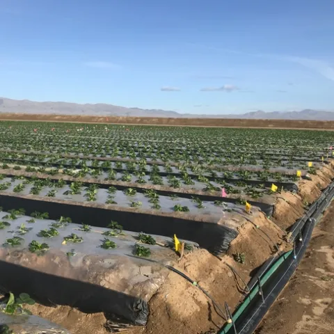 Plots in mid January