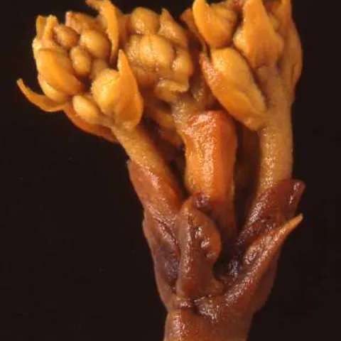 avocado cauliflower stage