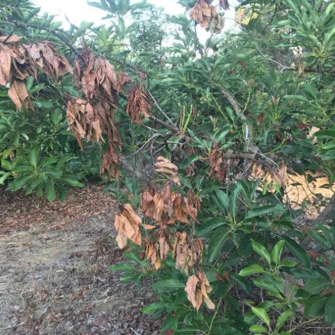 avocado leaf blight before heat