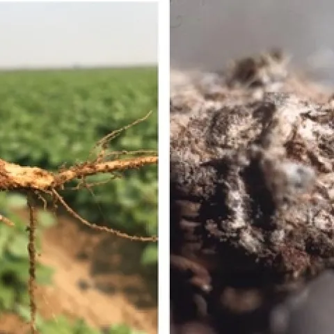 Southern blight infected lima bean root (left); small tan sclerotia that are diagnostic of the southern blight fungal pathogen (yellow arrow).