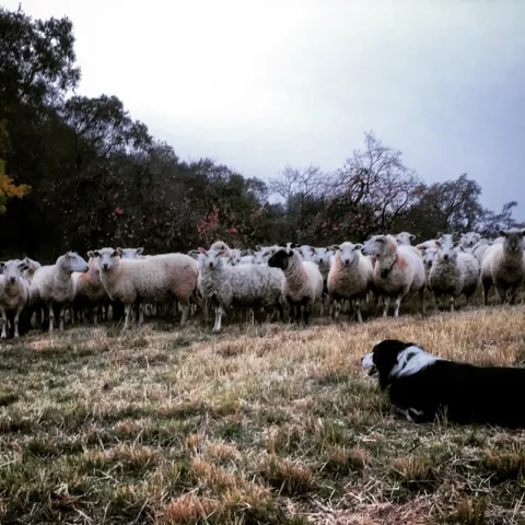 2017-11-19 16.45.06-2