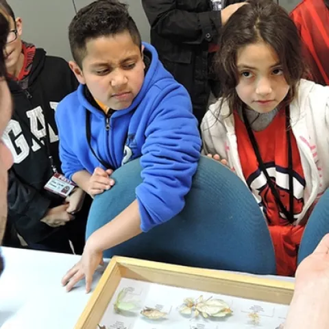 Children of California migratory workers react to a Madagascar hissing cockroach during their tour of the Bohart Museum of Entomology. A news story about the event won a gold or first-place award in the ACE competition. (Photo by Kathy Keatley Garvey)