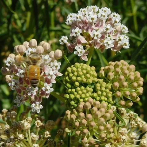 Bee Flower01c[16287]