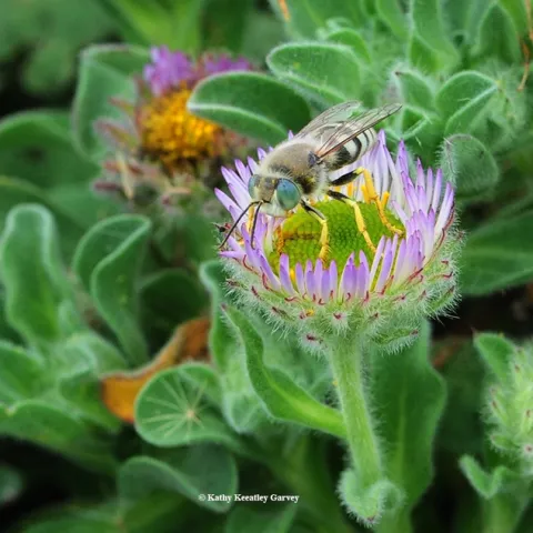A sand wasp, Bembix americana, foraging on seaside daisies at Bodega Bay. (Photo by Kathy Keatley Garvey)