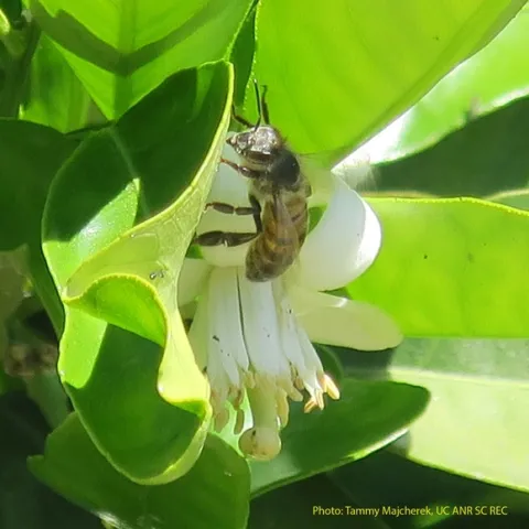 Honey Bee on Citrus blossom 2018.