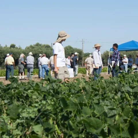 Dry Bean Field Day, UC Davis