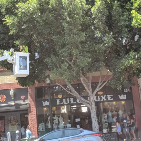 Dr. David Headrick elevated into tree canopy placing mesh cages around infested branches of ficus tree on Higher Street, downtown SLO.