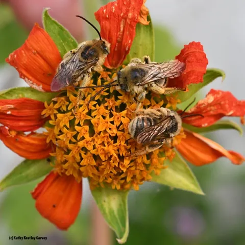 Longhorned bees--Melissodes (possibly M. robustior) slumbering on a Mexican sunflower. (Photo by Kathy Keatley Garvey)