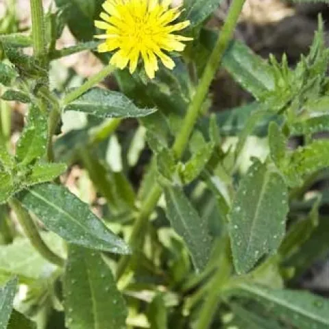 Mature plant of bristly oxtongue. (Credit: Larry L. Strand)