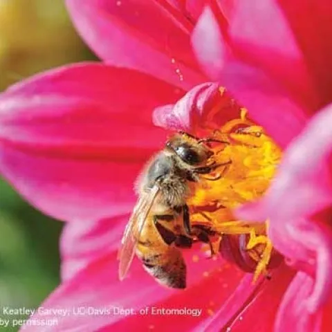 Adult honey bee collecting pollen on zinnia. (Credit: Kathy Keatley Garvey)