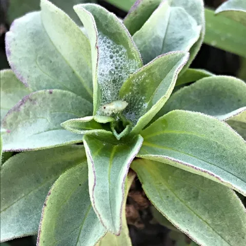 A meadow spittlebug nymph at the Bodega Marine Reserve. (Photo by Mikaela Huntzinger)