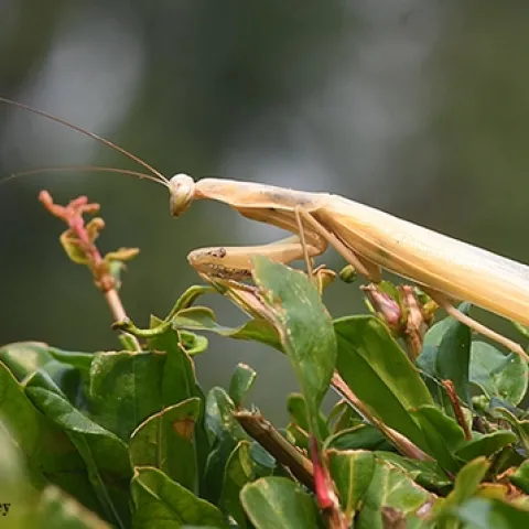 A male praying mantis, Mantis religiosa, emerges from a pomegranate bush. (Photo by Kathy Keatley Garvey)
