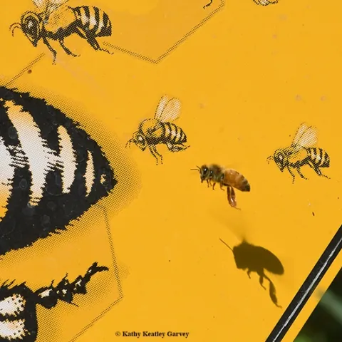 A honey bee flies in formation with "fake" bees on a bee crossing sign. Bees can flap their wings around 240 times per second. (Photo by Kathy Keatley Garvey)