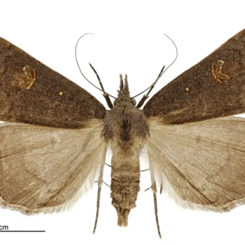 Rhapsa scotosialis female