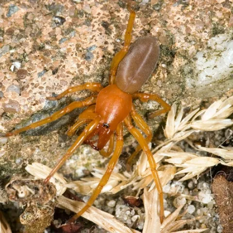 The woodlouse spider, Dysderca crocata, is neither a new species nor deadly, contrary to a Facebook hoax disguised as a public service announcement. (Photo by Michel Vuijlsteke, courtesy of Wikipedia)