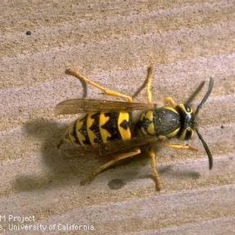 Adult western yellowjacket. (Credit: Jack Kelly Clark)