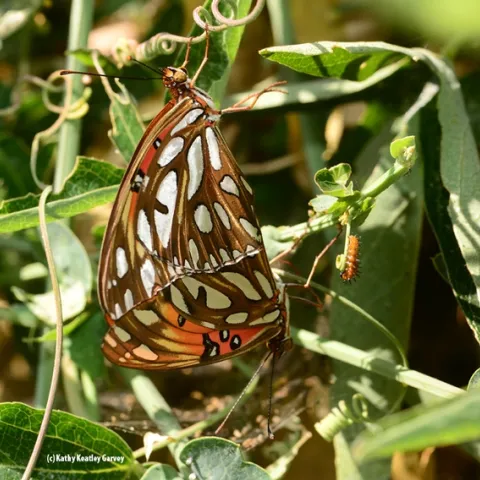 Gulf Fritillaries (Agraulis vanillae)on their host plant, Passiflora, doing what nature intended. At the far right is a Gulf Frit caterpillar. (Photo by Kathy Keatley Garvey)
