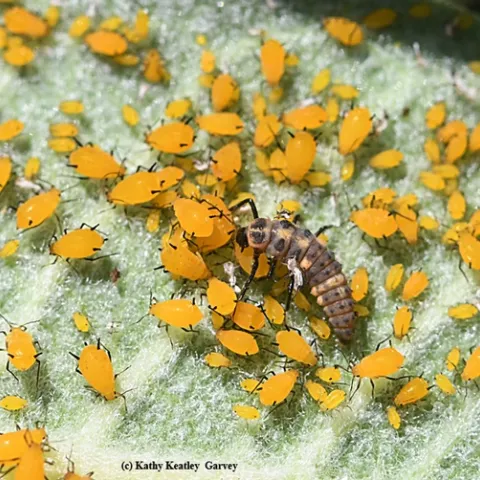 Lady beetle larva dining on aphids on milkweed, UC Davis campus. (Photo by Kathy Keatley Garvey)