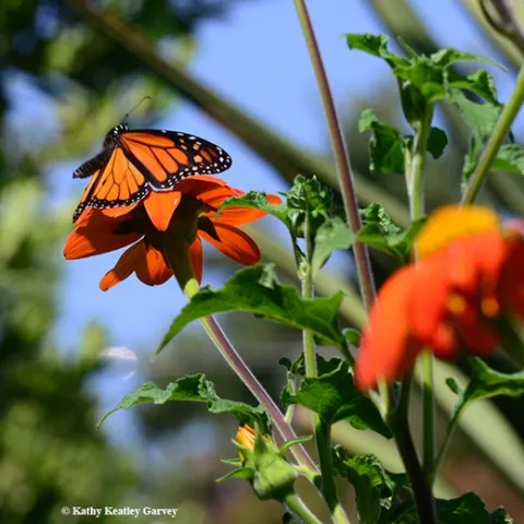 A male monarch on Mexican sunflower (Tithonia) on Aug. 30 in a Vacaville pollinator garden. (Photo by Kathy Keatley Garvey)