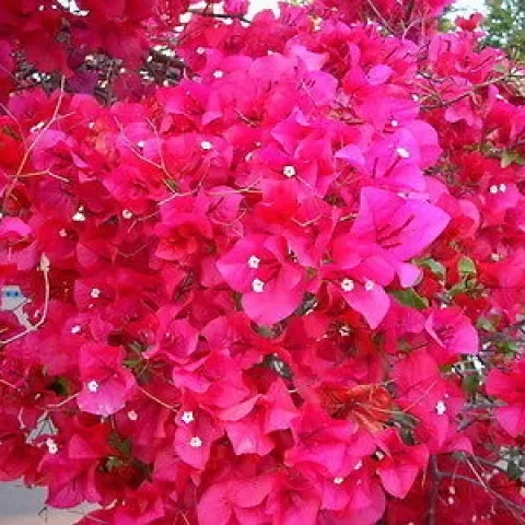 Bougainvillea 'San Diego Red'