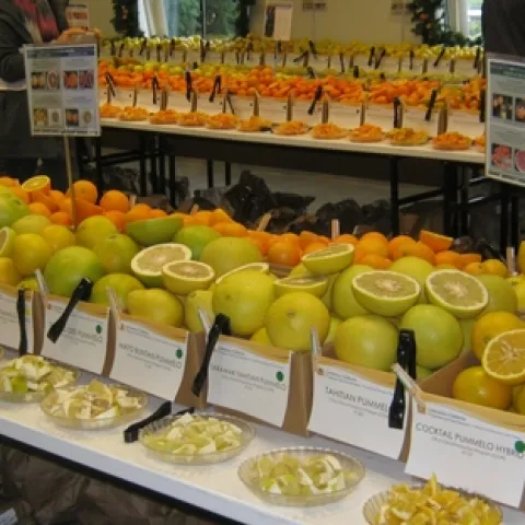 citrus display