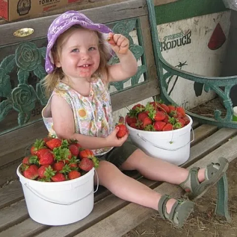 ¡Fresas! - Pacific Star Gardens