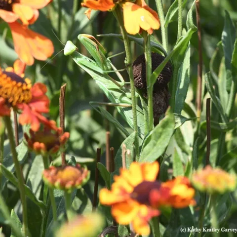 A female praying mantis, Mantis religiosa (as identified by praying mantis expert and UC Davis student Lohit Garikipati) is camouflaged in the Kate Frey Pollinator Garden, Sonoma Cornerstone. (Photo by Kathy Keatley Garvey)