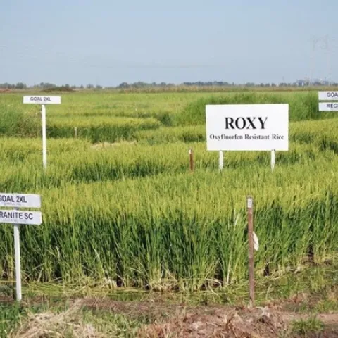 Dr. Kassim Al-Khatib, University of California, Davis, weed science professor and Cooperative Extension weed specialist, is developing herbicide programs for ROXY rice that bring in residuals and other modes of action. He showed off some of those during the recent Rice Field Day.