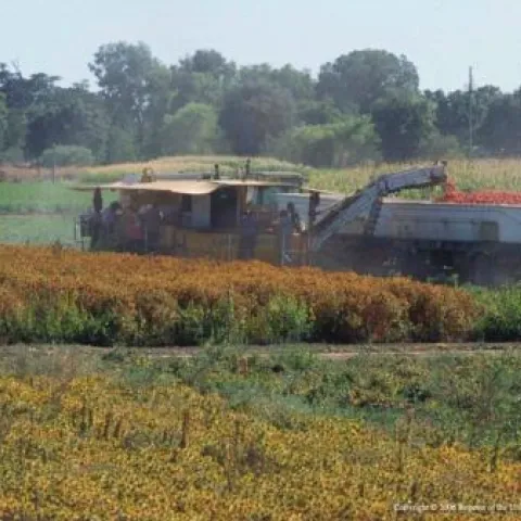 Mechanized harvest of tomatoes in California.
